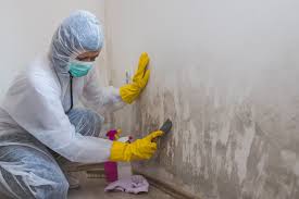  Bay, AR Mold Removal Services Pros